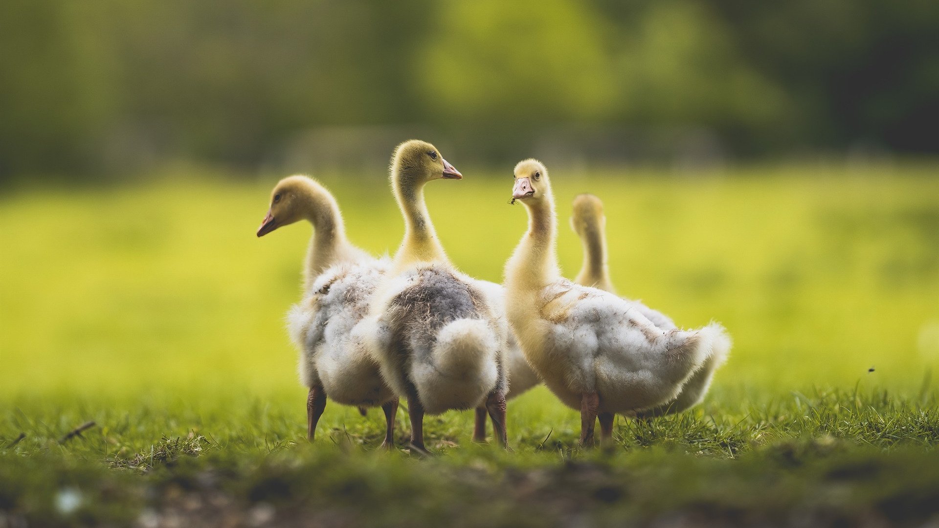 九游娱乐(jiuyou)官方网站-阿根廷2-0战胜日本，小组赛全胜，阿根廷2-0战胜日本,小组赛全胜了吗