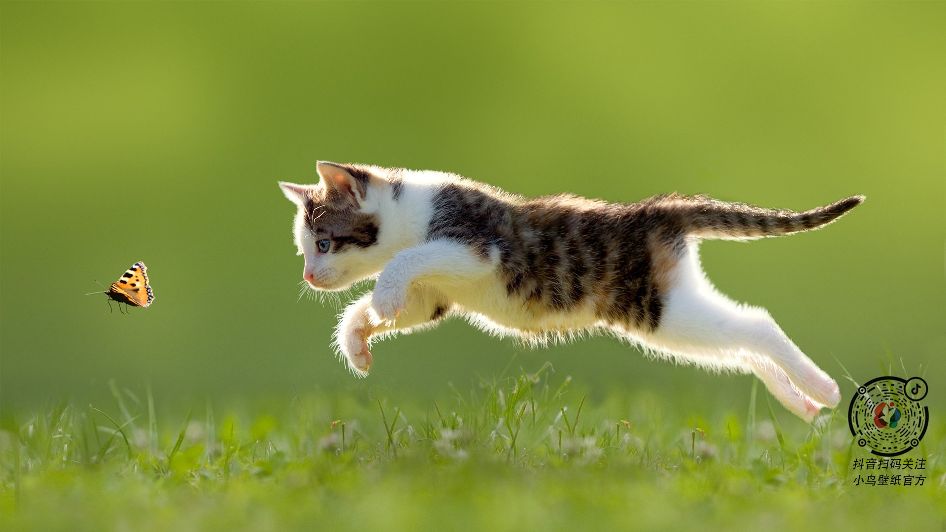 直播互动:球迷与现场氛围的完美结合,篮球直播话术