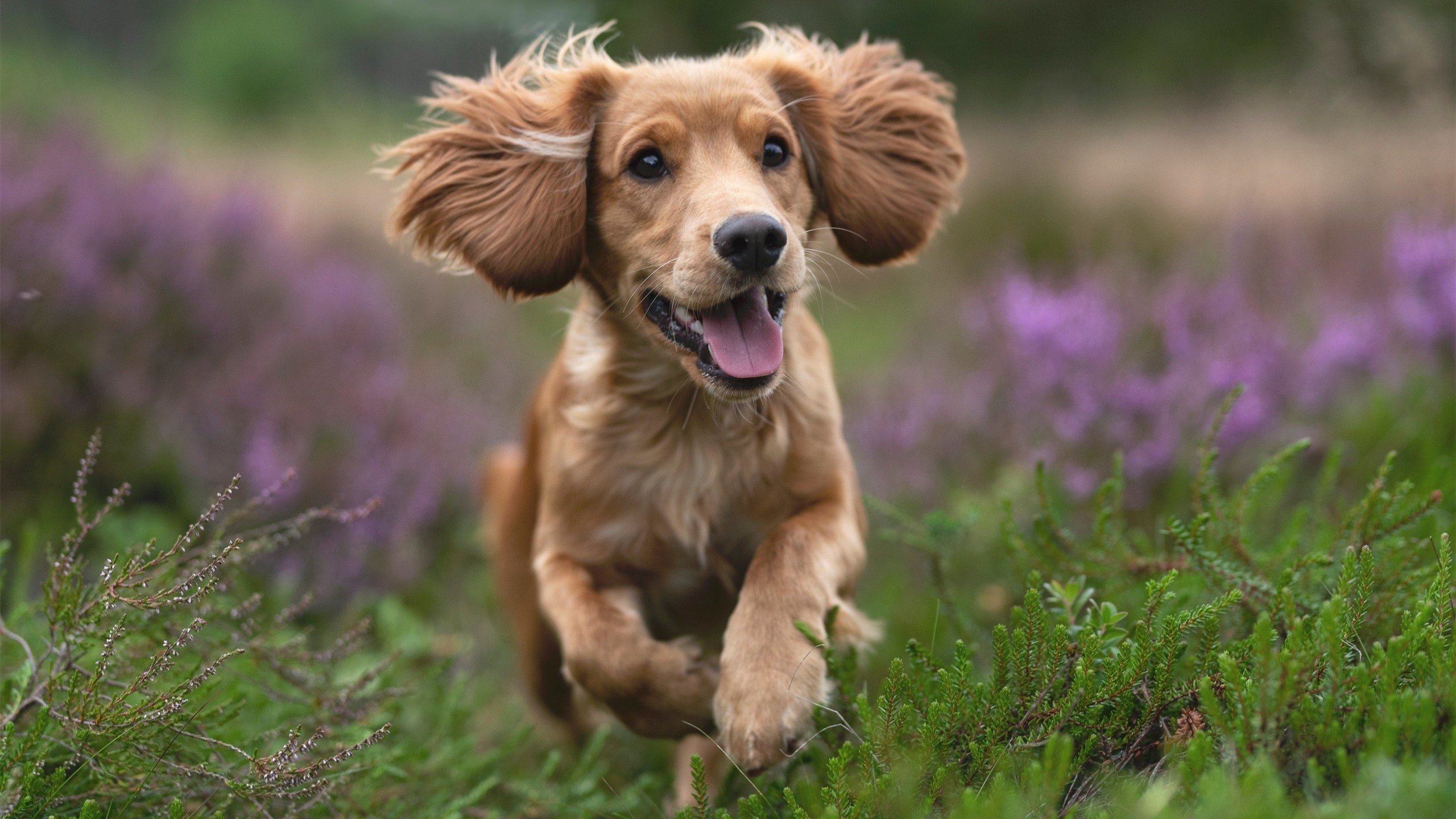 中国女篮模拟实战提升临场应变能力，我要中国女篮