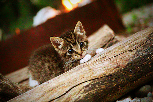 职业联赛中本土球员表现分析，国内职业联赛