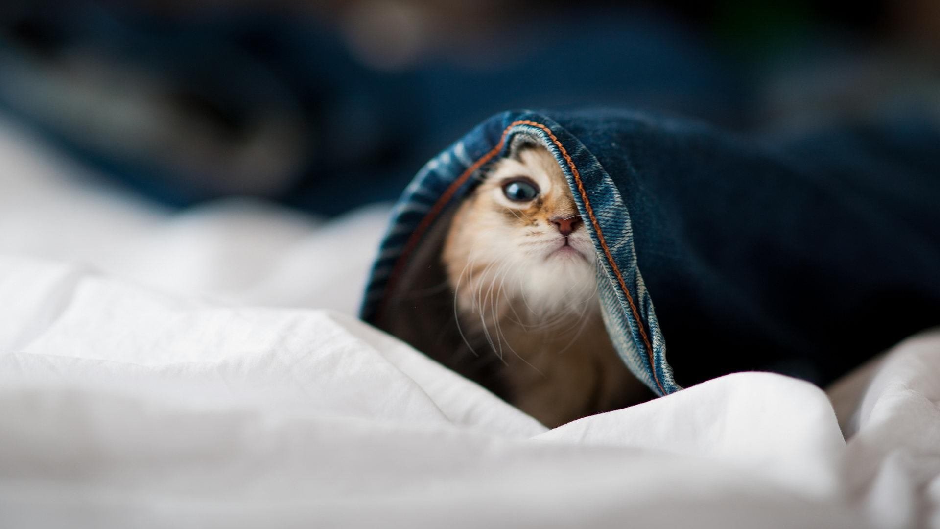 JIUYOU GAMING-青少年赛事体系不完善，青少年比赛年龄限制