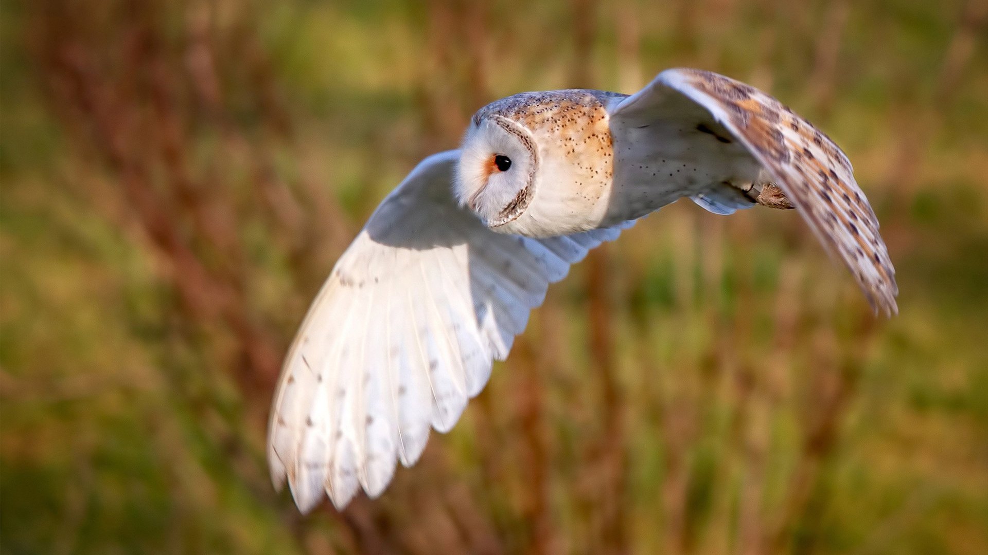 CBA联赛推动直播互动创新增强球迷体验，cba流畅直播