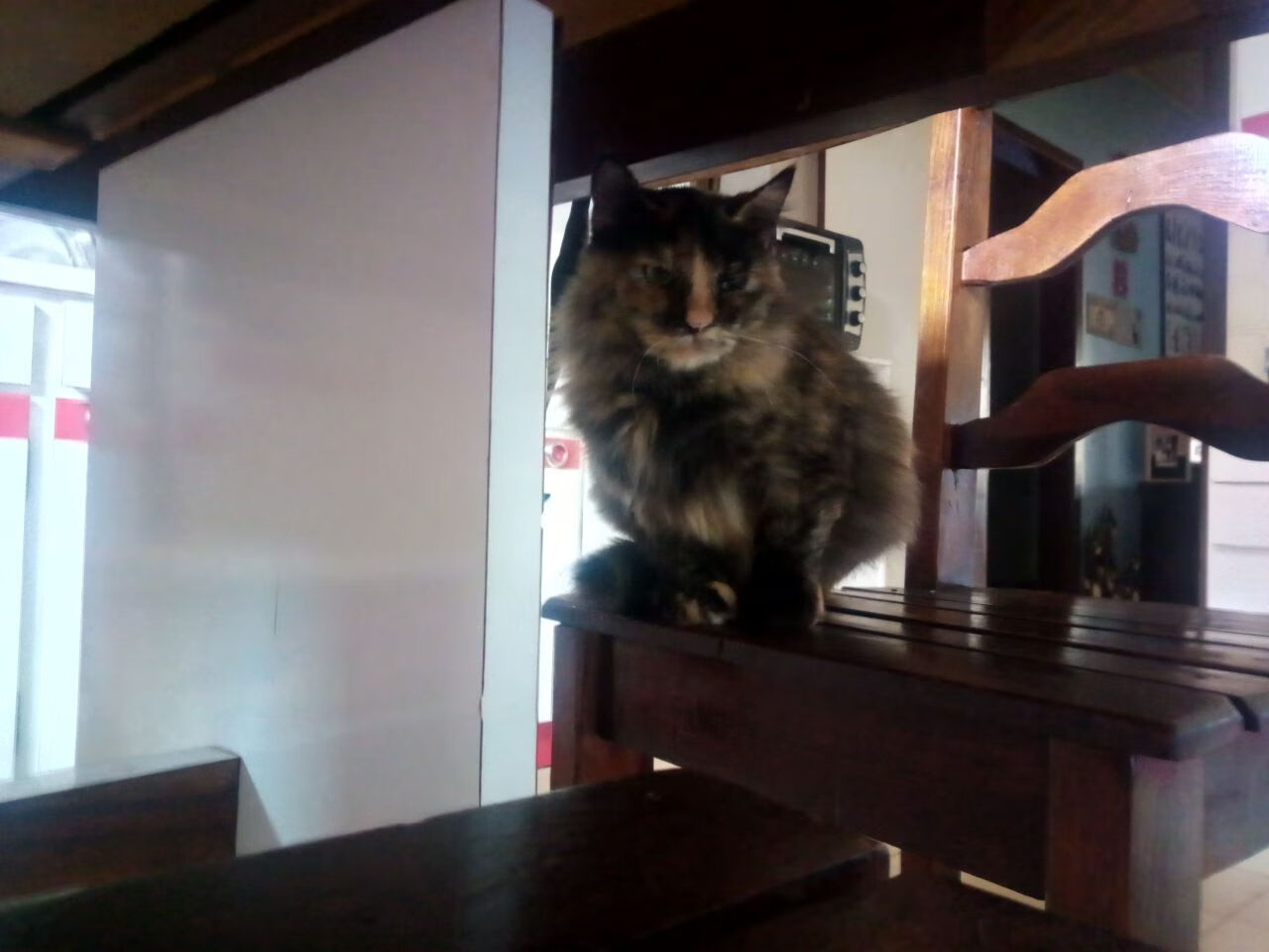 “帕布罗·马特拉的全面技能,成就阿根廷美洲狮队的未来”