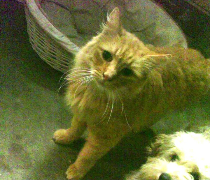 凯恩·瑞安:在全黑队中扮演着至关重要的角色,凯恩化身泰瑞昂