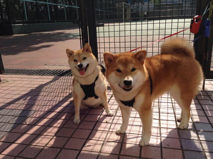 -英国男子4×200米自由泳接力展现团队精神，伦敦奥运男子4×200米自由泳