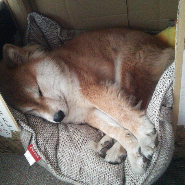 蝶泳项目吉尔吉斯斯坦新星崭露头角，吉尔吉斯斯坦美女旗手