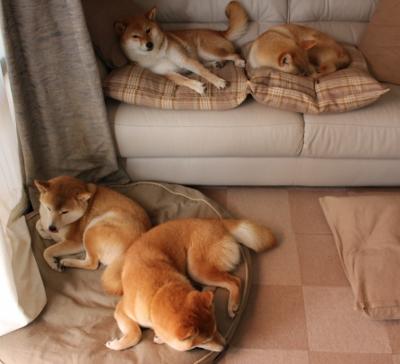 阿根廷美洲雄鹰队的坚韧打法，未来值得期待，阿根廷雄鹰多大